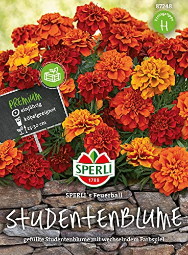 Tagetes Sperli s Feuerball Studentenblume