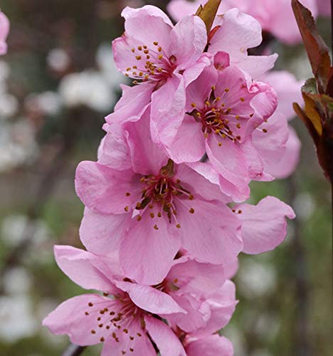Hochstamm Zwerg-Pfirsich Crimson Bonfire 60-80cm - Prunus persica