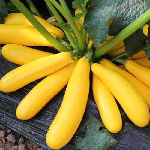 calabacino inverno semi interni semi varietà tradizionali resistenti all'aperto giardino cucina 300pcs