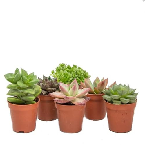 Mix de 6 Crasas Mini naturales Plantas Suculentas con Pocos Requisitos de Agua