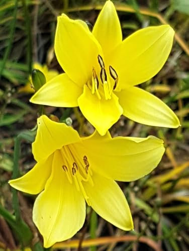 10 Stück Stauden Lilie Kleine Taglilie 'Hemerocallis Minor' gelb 11 x 11 cm Topf winterhart Freilandaufzucht