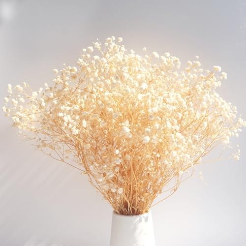 40cm Schleierkraut getrocknet 80g Natürlich Gypsophila Trockenblumen Blütenknospe Echt Trockenblumenstrauß für Hochzeit Brautsträuße Vasen Pampasgras Deko (beige)