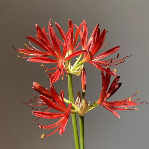 Lycoris Radiata Winterhart - Lirio de araña – lirio de araña – lirio de colores brillantes para arriates y terrazas, floración larga y resistente, 10 raíces-J