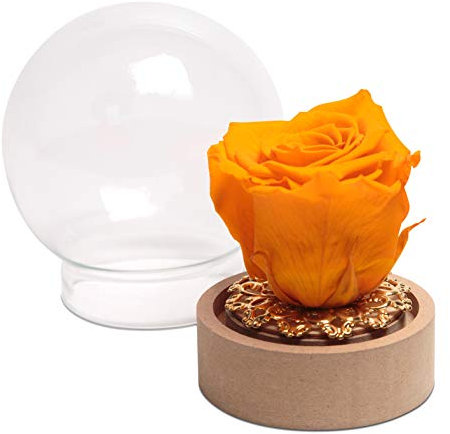 ROSEMARIE SCHULZ Heidelberg Rose im Glas Gelb Rund die Schöne und das Biest echte Infinity Rose in Glasglocke (Medium, Gelb)