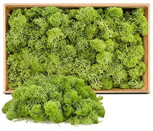 ZUZGO Muschio Stabilizzato 200g Naturale Muschio per Decorazioni Artigianato (613)