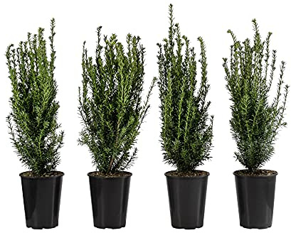 Dehner Becher-Eibe Hillii, für 1 Meter Hecke, ca. 60-70 cm, 4 x 4 l Topf | Taxus media, immergrüne Heckenpflanze, schnittverträglich, für sonnige bis schattige Standorte