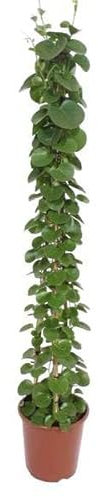 Cissus rotundifolia - Pirámide de 160 cm - ø27