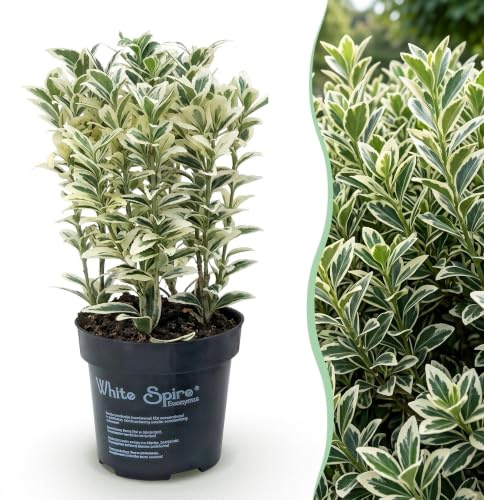 Green boutiQ - 8x Euonymus japonicus White Spire - Fusain - Plantes de haie - Persistant - Blanc - Vert - Pot 9cm - Hauteur 20-30cm