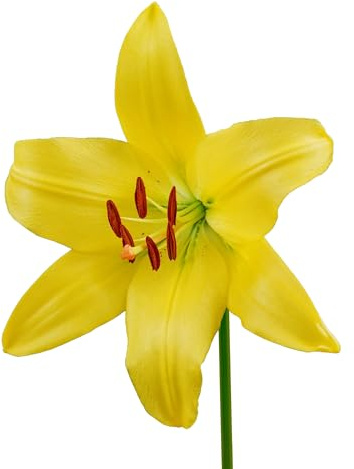 Lilienzwiebeln 12 x ’Yellow County’ – The Bulb Farmers - Frühjahr – in den Niederlanden gezüchtet - Lilien Zwiebeln – Blumenzwiebeln