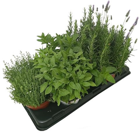 PACK DE 10 PLANTAS DE AROMÁTICAS VARIADAS NATURALES DIFERENTES VARIEDADES | ARÓMÁTICAS | FRESCURA | NATURALEZA | ECO | COCINA | VIDA | VERDE