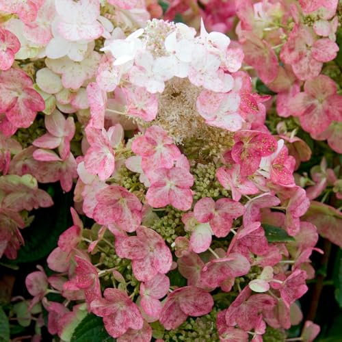 YouGarden Hydrangea 'Magical Fire', Established Plant in 3L Pot, Ready to Plant, Compact Shrub with Dark Green Foliage and Reddish Pink Flowers, Grow in Pots, Beds, and Borders