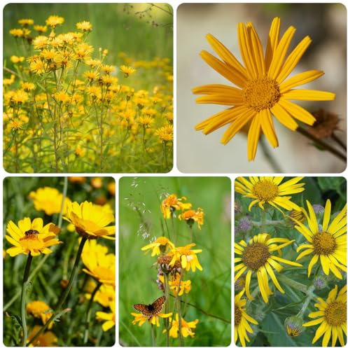 semi di arnica biologici, perenni e resistenti di arnica, medicinali, balcone di balcone del giardino, 350pcs