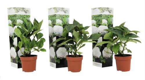 Plant in a Box - Hydrangea macrophylla Weiss - 3er Set - Hortensie - Winterhart - Gartenpflanzen - Topf 9cm - Höhe 25-40cm