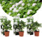 Plant in a Box - Hydrangea macrophylla Weiss - 3er Set - Hortensie - Winterhart - Gartenpflanzen - Topf 9cm - Höhe 25-40cm