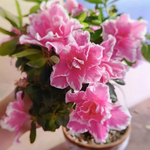 rhododendronsamen - azalee winterhart balkon garten mehrjährige, bodendecker mehrjährig stauden 200pcs