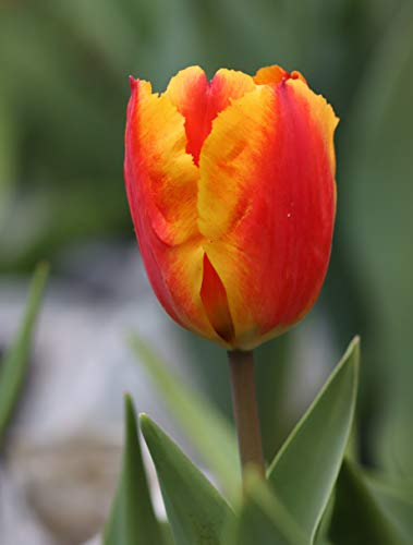 10 Tulpenzwiebeln Oxford Wonder Blumenzwiebeln