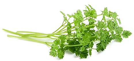 Herb Plants - 'Chervil' - 2 x Full Plants in 9cm Pots - Garden Plants - Chervil Plants - Garden Plants - Kitchen Herbs - Garden Ready + Ready to Plant - Premium Quality Plants