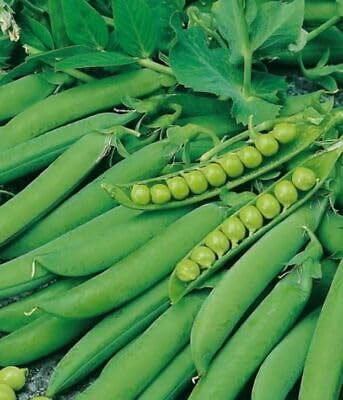 Buy4Seeds 200 Seeds Pea kelvedon Wonder (Early and Main Crop) Easy to Grow
