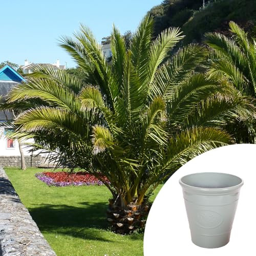 YouGarden Phoenix canariensis Canary Island Date Palm, Established 55-75cm Plant in 14cm Pot, with A Green Olive 30cm Planter