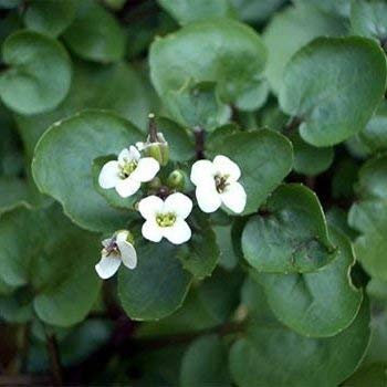 100 Semi di SF161 Crescione (Kapuzinerkresse)