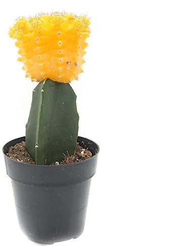 Cactus Injertado Oriental Natural: Descubre la Elegancia Exótica de Estas Maravillas Botánicas
