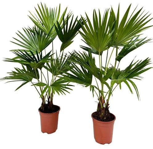 Livistona rotundifolia Fächerpalme ca. 140–160 cm – Exotische Zimmerpflanze, Tropische Kübelpflanze, Pflegeleicht & Luftreinigend – Ideal für Wohnzimmer, Büro & Wintergarten