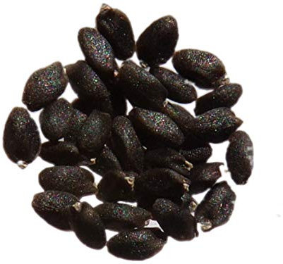 Basilic Thaï - 0,50 grammes - Ocimum Basilicum - Thaï Basil - SEM26