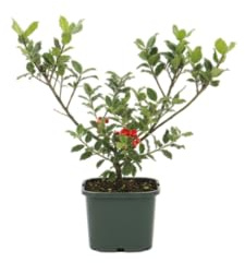 Acebo Natural DECOALIVE Planta Viva Tradicional de Navidad para Decorar tu Hogar