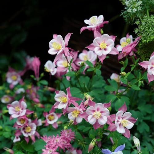 AkeleiSamen, für sonnige plätze Aquilegia viridiflora, blumensamen mehrjährig winterhart schnittblumen blumenwiese 200pcs