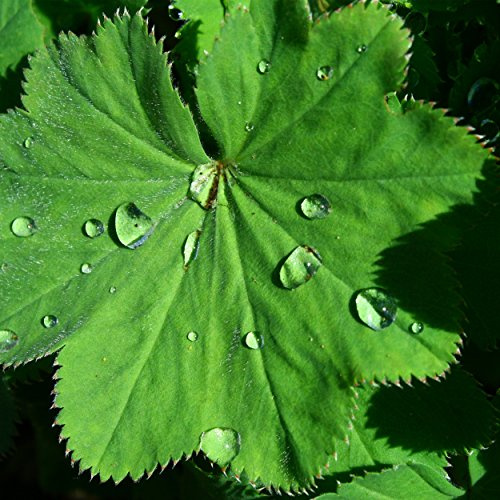 Blumixx Stauden Alchemilla mollis – Weicher Frauenmantel, gelbgrün blühende, pflegeleichte Blütenstaude, winterhart & langlebig, für Beet & naturnahe Pflanzungen