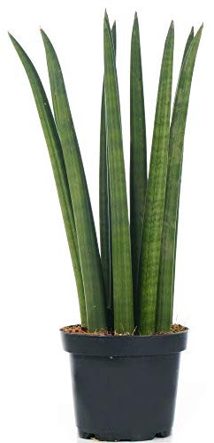 Sansevieria Cylindrica Spaghetti Plante d’intérieur pour la Maison ou le Bureau en Pot