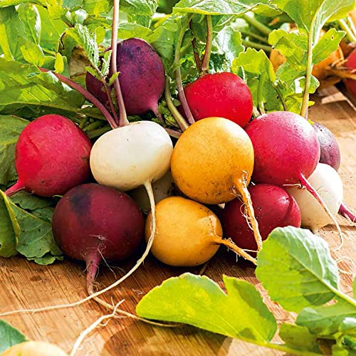 Radish Round Mixed Seeds – Easy to Grow – Fast Growing Root Vegetable - Fresh & Tasty – for Your Beautiful Garden
