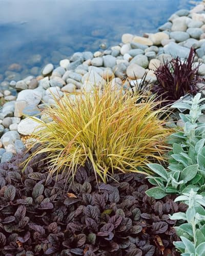 Carex sylvatica 9x9 cm Topf – Winterhart, Mehrjährig, Pflegeleicht – Wald-Segge – Ziergras für Schattenbeet & Unterpflanzung