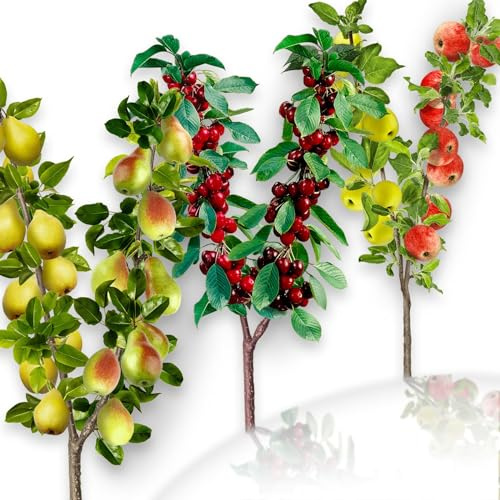 Set de 3 Arbres fruitiers Duo de Cerise/Pomme/Poire - Convient aux balcons, terrasses et petits jardins - Convient aux pots et à la terre