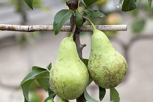 Pyrus communis 'Zwergbirne' 60 cm – Winterhart, Mehrjährig, Pflegeleicht – Zwergbirne – Obstbaum für Kübel & kleine Gärten