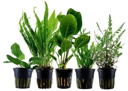 AquaOne Aquarium Pflanzen 5x Wasserpflanzen Aufsitzer Aquarienpflanzen | Anubias Hygrophila Microsorum, Set mit 5 einfachen Topf Aquariumpflanzen