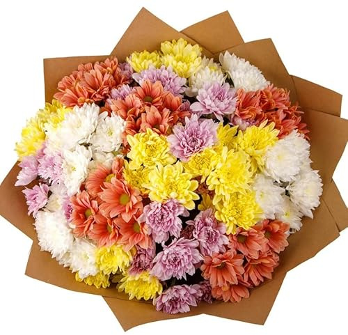Ramo de Margaritas Naturales con 100 Flores Frescas de Color Vibrante y Elegante Chrysanthemum