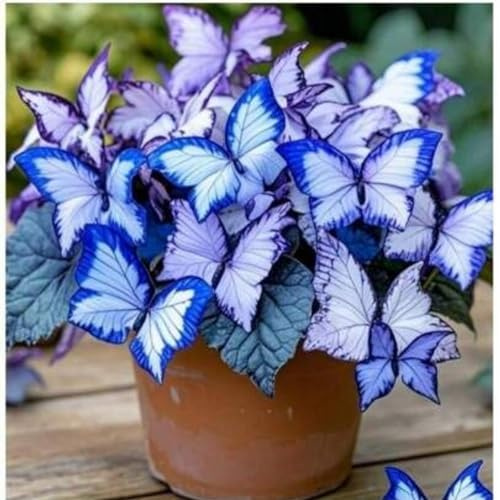 Bulbi di hosta/Radici selezionate di hosta/miste/adatte per la decorazione di giardini e balconi/resistenti al freddo e alla siccità/【NVNJHJN】-4 Rizoma-B