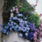 Bulbi di ortensia Bulbi di ortensia tuberi bulbi bulbi perenni tuberi da giardino vasi da piantagione decorazioni per la piantagione-2bulbi-E