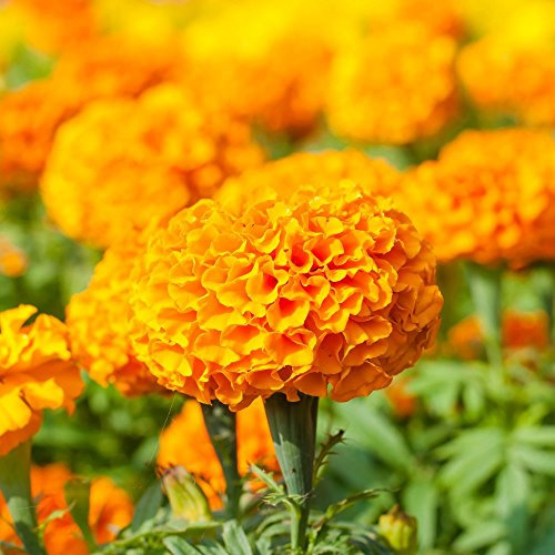 Marigold Moonsong Deep Orange Graines - Rose d'Inde