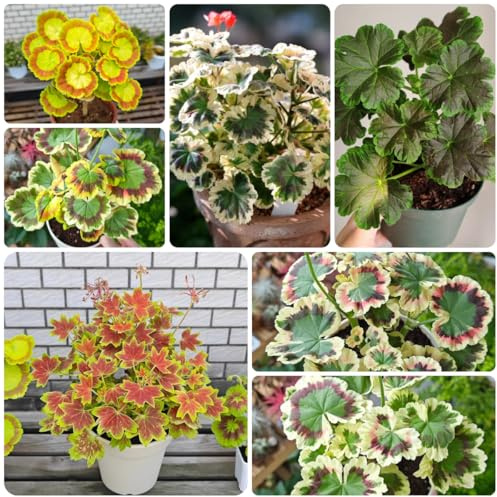 semi di geranio perenni - decorazione ufficio balcone vecchie varietà da giardino per esterni 120pcs
