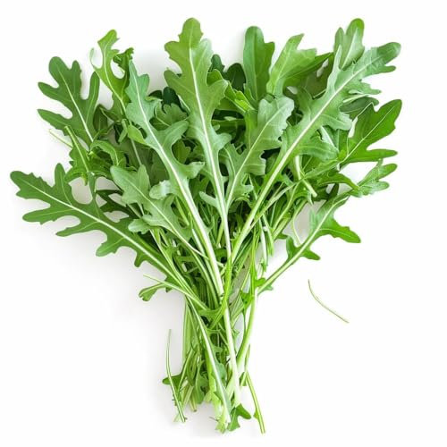 500 Samen Rucola SemiSauvage Permaculture