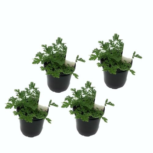Set de 4 Flores de Geranio Limón - Pelargonium Citrodorum - Plantas Naturales - Plantas Viva