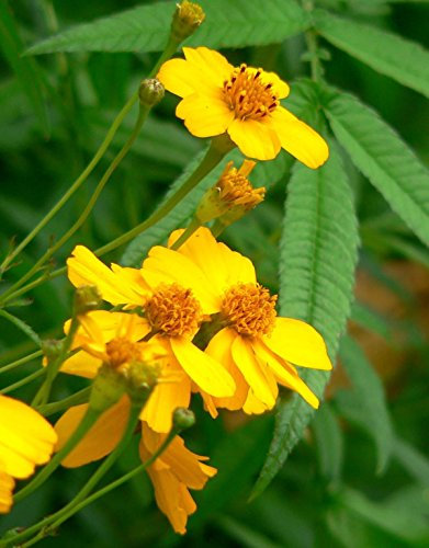 50 grani di Tagete Semi-Messiano Menthe - Tagetes Lucida