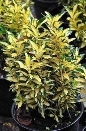 Euonymus jap. 'Aureus' ('aureopictus') - Fusain Du Japon 20-25 cm en pot