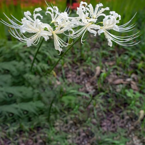 bulbos de lirio araña de raras balcón exóticas camas elevadas para jardín bulbos primavera, Las perennes son perennes 3pcs