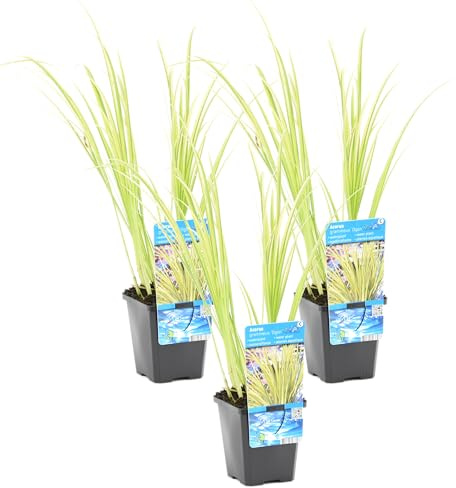 Bloomique - 3er-Set - Acorus Ogon - Zwergkalamus - Teichpflanzen Winterhart - Wasserpflanzen - Zone 1-2 - Höhe 10-20 cm - Topf 9 cm