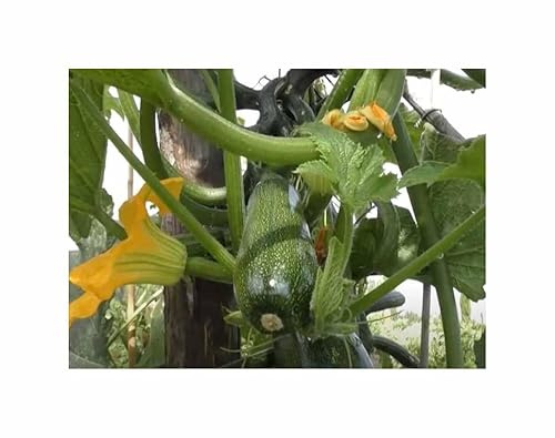 Stk - 4 Korn Zucchini Black Forest F1 Garten Pflanzen - Samen F-S190 - Seeds & Plants Shop by Ipsa