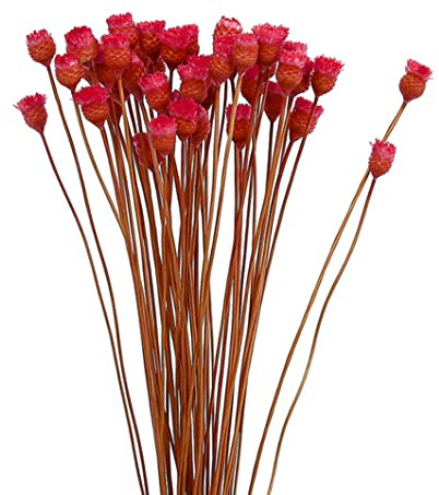 VONGLYHOO Getrockneter Gänseblümchen-Blumenstrauß, Natürliche Trockenblumen, Dekoration in Vase, Tischblumen, 50 Stängel, Rot, Kunstblumen Zur Dekoration in Vase, Getrocknete