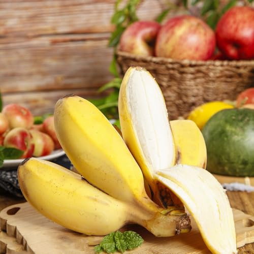 bananensamen garten hochbeet steingartenpflanzen winterhart bananenpflanze winterhart hochbeete für garten baumsamen obstsamen zwergobstbäume pflanzendeko säulenobst bonsai bäumchen 40samen